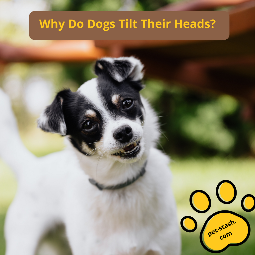 Why Do Dogs Tilt Their Heads? Wholesale Pet Supplies