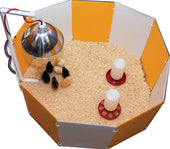 Baby Chick Starter Home