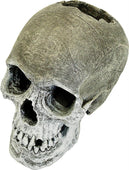 Exotic Environments Life-like Human Skull