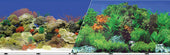 Double-sided Garden-carribbean Coral Background