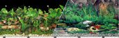Background Double-sided Tropical Freshwater