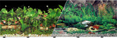 Background Double-sided Tropical Freshwater