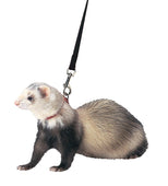 Ferret Harness And Lead